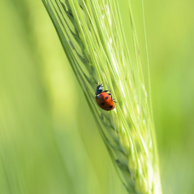 Liquid mineral fertilizers